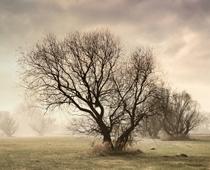 When-Trees-Grow-2-s.jpg
