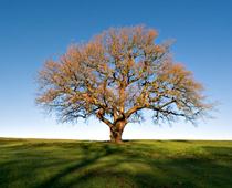 When-Trees-Grow-3-s.jpg