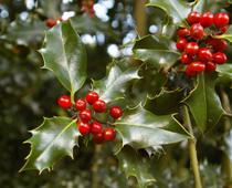 When-Trees-Grow-4-s.jpg