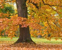 When-Trees-Grow-5-s.jpg