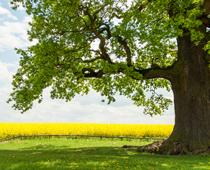 When-Trees-Grow-6-s.jpg