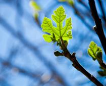 When-Trees-Grow-7-s.jpg