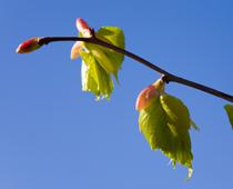 When-Trees-Grow-9-s.jpg