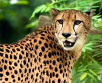 Where-Cheetah-B.jpg