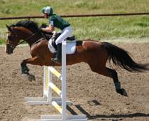 Where-Horse-B.jpg