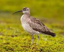 Whimbrel-B.jpg