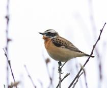 Whinchat-B.jpg