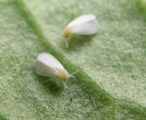 White-fly-B.jpg