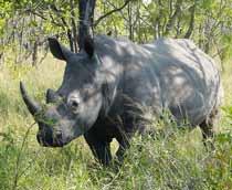 White-rhinoceros-B.jpg