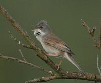 Whitethroat-B.jpg