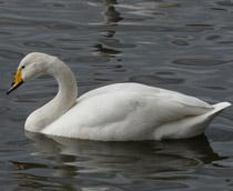 Whooper-Swan-B.jpg