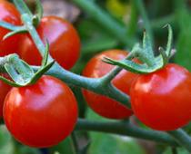 Whose-Plant-Will-Grow-Best-1-s.jpg