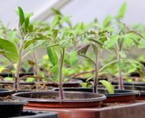 Whose-Plant-Will-Grow-Best-3-s.jpg