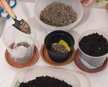 Whose-Plant-Will-Grow-Best-7-s.jpg