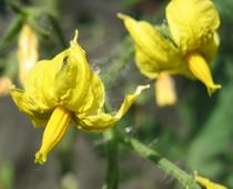 Whose-Plant-Will-Grow-Best-9-s.jpg