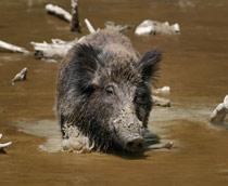 Wild-Boar-B.jpg