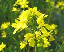 Wild-Mustard-B.jpg