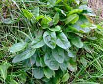 Wild-sorrel-B.jpg