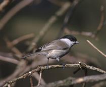 Willow-Tit-B.jpg