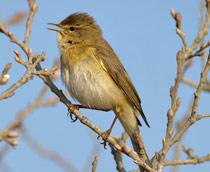 Willow-Warbler-B.jpg