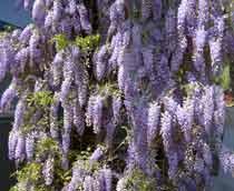 Wisteria-B.jpg