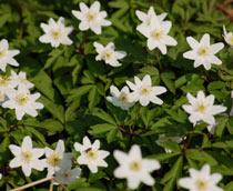 Wood-Anemone-B.jpg