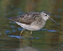 Wood-Sandpiper-B.jpg