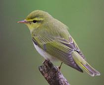Wood-Warbler-B.jpg