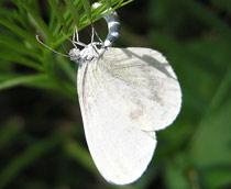 Wood-White-B.jpg