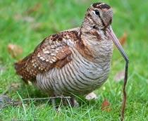 Woodcock-B.jpg