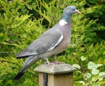 Woodpigeon-B.jpg