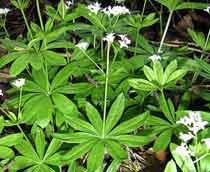 Woodruff-B.jpg
