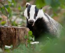 Woods-Badger-B.jpg