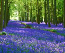 Woods-Bluebell-B.jpg