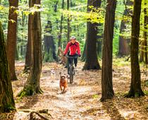 Woods-Dog-B.jpg