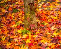 Woods-Leaves-B.jpg
