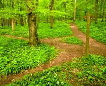 Woods-Path-B.jpg