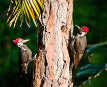 Woods-Woodpecker-B.jpg