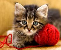 Woof-Cat-B.jpg