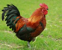 Woof-Cockerel-B.jpg