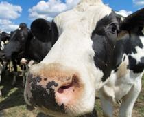 Woof-Cow-B.jpg