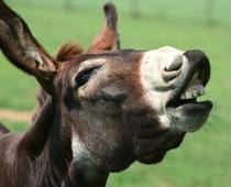 Woof-Donkey-B.jpg