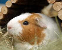 Woof-Guinea-B.jpg