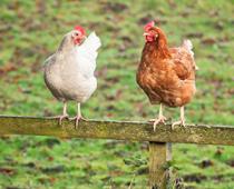 Woof-Hen-B.jpg
