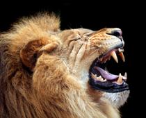 Woof-Lion-B.jpg