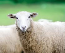 Woof-Sheep-B.jpg