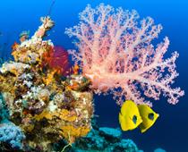 Word-Coral-B.jpg