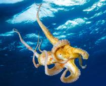 Word-Octopus-B.jpg