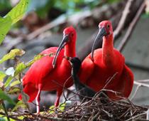 World-FrenchGuiana-B.jpg