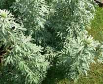 Wormwood-B.jpg